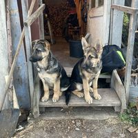 Borjomi Horses and forest's Photo