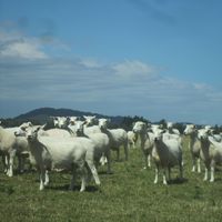 Sharron Malcolm's Photo