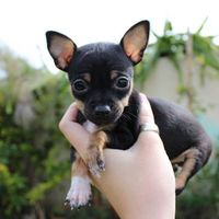 Lucila Ballestero的照片