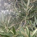 Olive Picking in Castelo Branco Vicinities's picture