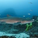 Seal Rocks Snorkeling Grey Nurse Sharks's picture