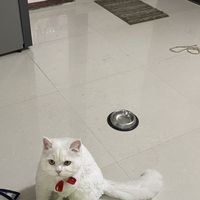 Niharika Bhatt的照片