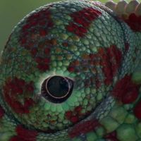 Kinkazan Morava's Photo