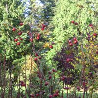 Kathryn Anderson的照片