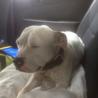 Fotos de Cal  Thrupp