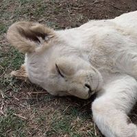 Tatiana Lopatkina的照片