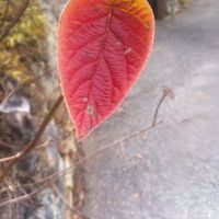 charles guex's Photo