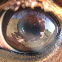 Henrique Nogueira's Photo