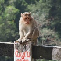 Pepus Boschus's Photo