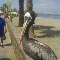 nuso lizarazo's Photo