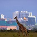 Game Drive and picnic's picture