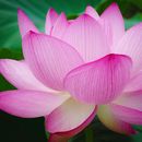 Gozo Daimoku 的照片