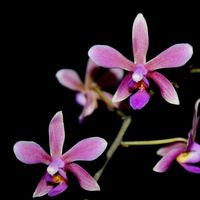 Elodie Romeo的照片