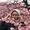 Le foto di Rina Rhaf