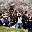 Foto de Lets have cherry blossom viewing party together !