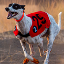 Saluki Race's picture