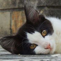 Tea Gasparini的照片