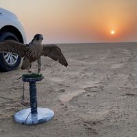 Sultan Alamri的照片