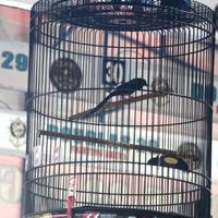 Altha Mastering's Photo