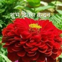 Krunal Pandya's Photo