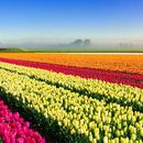 Tulips 🚴 's picture