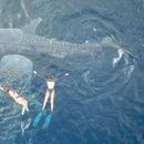 Swimming With Whale Shark's picture