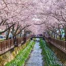 Let Us Go To Cherry Blossom Festival 's picture