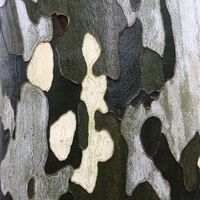 Tzuyu Huang的照片