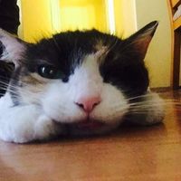 Francisco Villanueva的照片