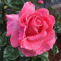 JoDee Shoffner's Photo