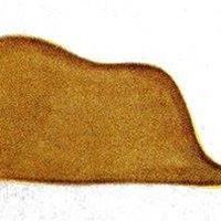 Photos de Freedom Gal