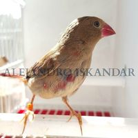 Pájaros Iskandar's Photo