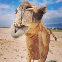 Oman Salalah的照片