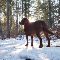 Maxime Pineault的照片