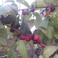 Camille  Lavolé's Photo