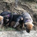 Puppysit at the Paredon Beach's picture