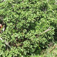 Nathaniel Rugh's Photo