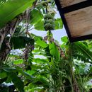 Do Gardening and Cooking's picture