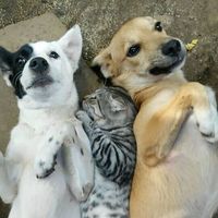 Photos de Walter Ramon Nikle Gonzalez