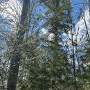 Seeking Partner In Wild's picture