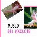 Museo del Axolote 's picture