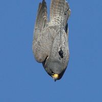 Karim Benallal的照片