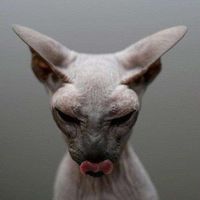 Daniel Silva's Photo