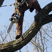 DancingArborist的照片