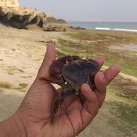 Aref Ghafuri's Photo