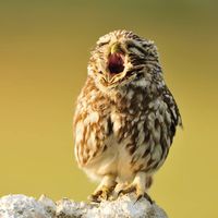 Fotos von SAHRA SADER