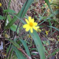 Shakti Nanawere的照片