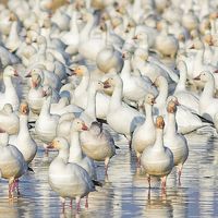 Soliani charletonolmstedvxe's Photo