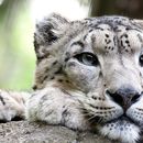Snow Leopard trek's picture
