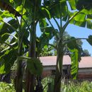 Gardening & Cooking 's picture